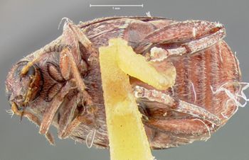 Media type: image; Entomology 25057   Aspect: habitus ventral view